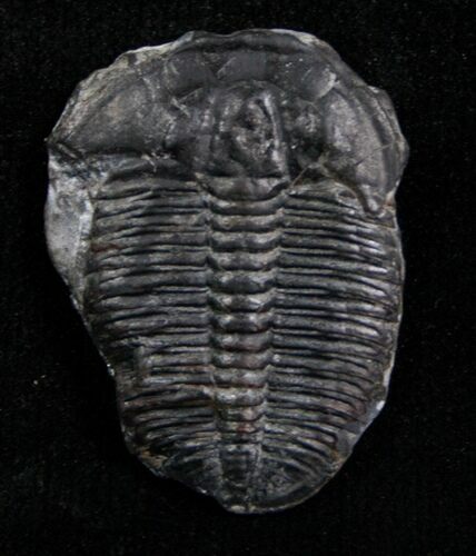Loose Elrathia Kingii Trilobite #4756